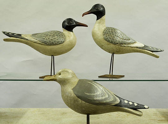 Pair Laughing Gulls with Herring Gull  ("stick-ups")